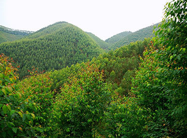 <stl:content type='Title'>